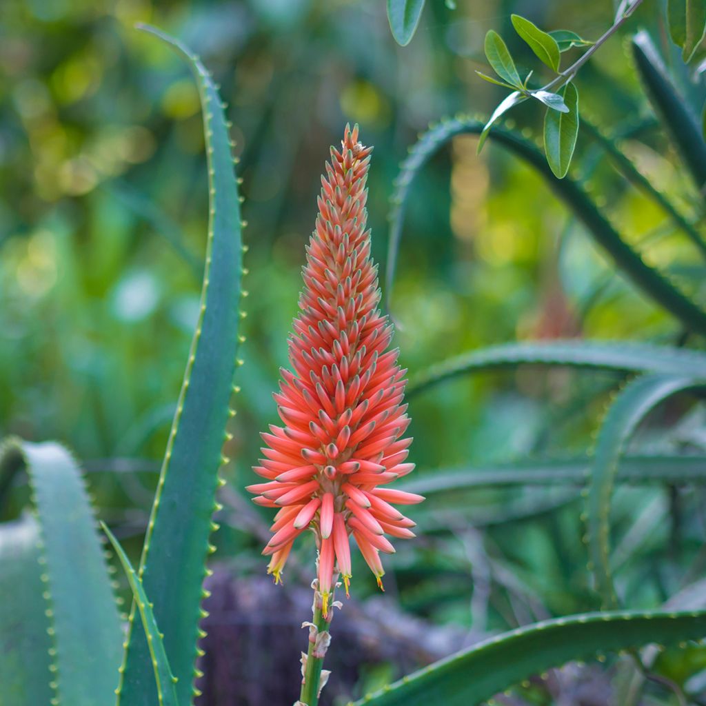 Aloe arborescens - Brand-Aloe