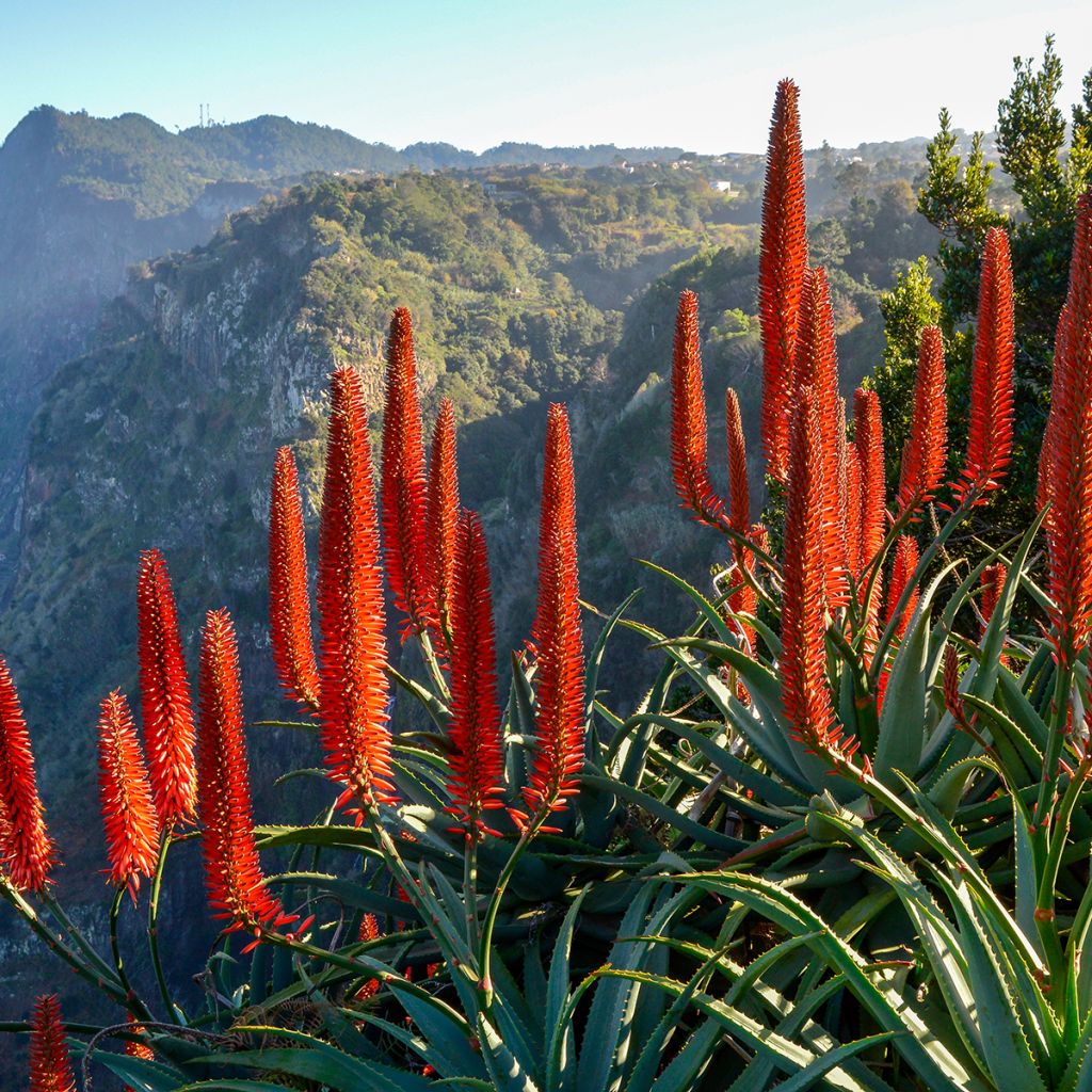 Aloe arborescens - Brand-Aloe