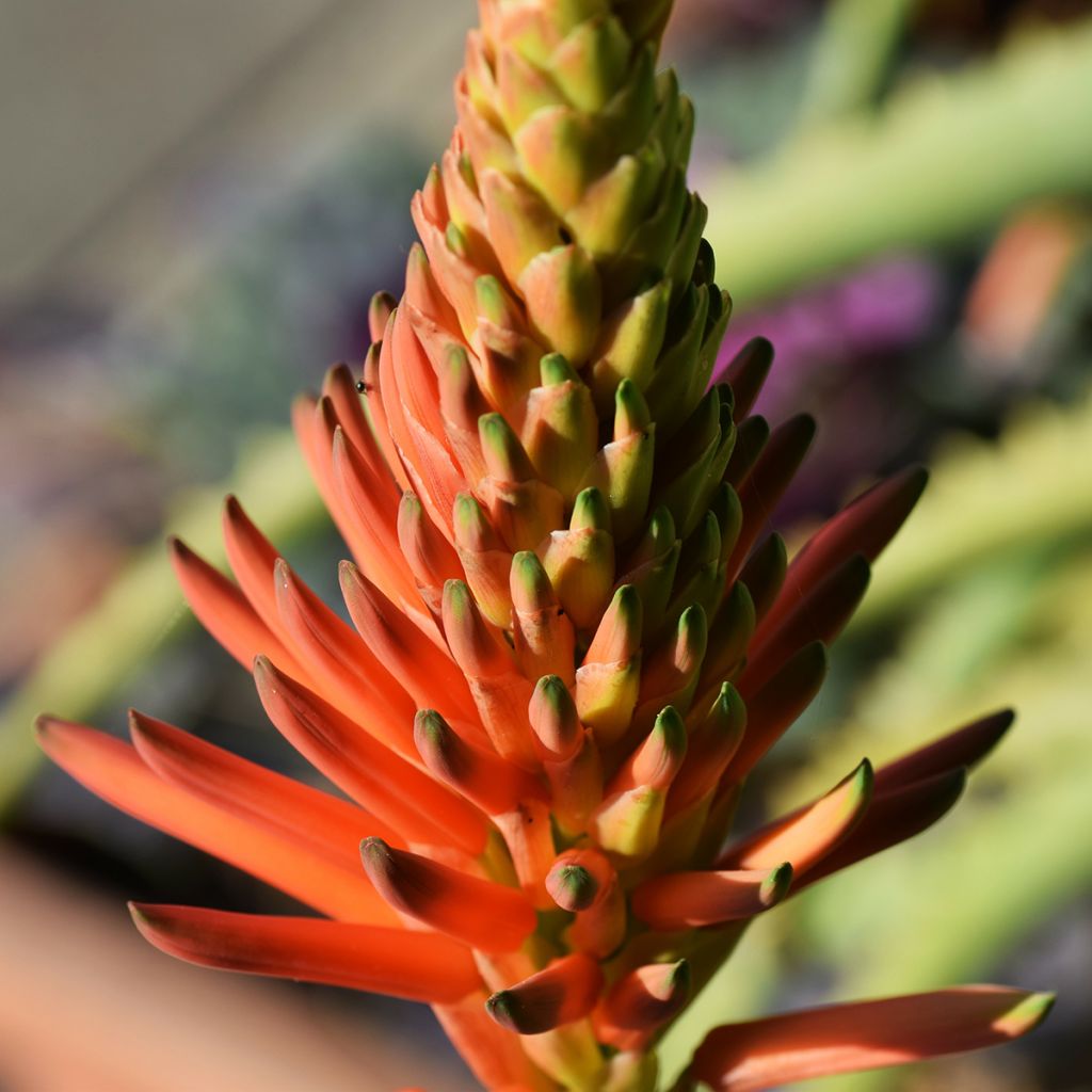 Aloe arborescens - Brand-Aloe