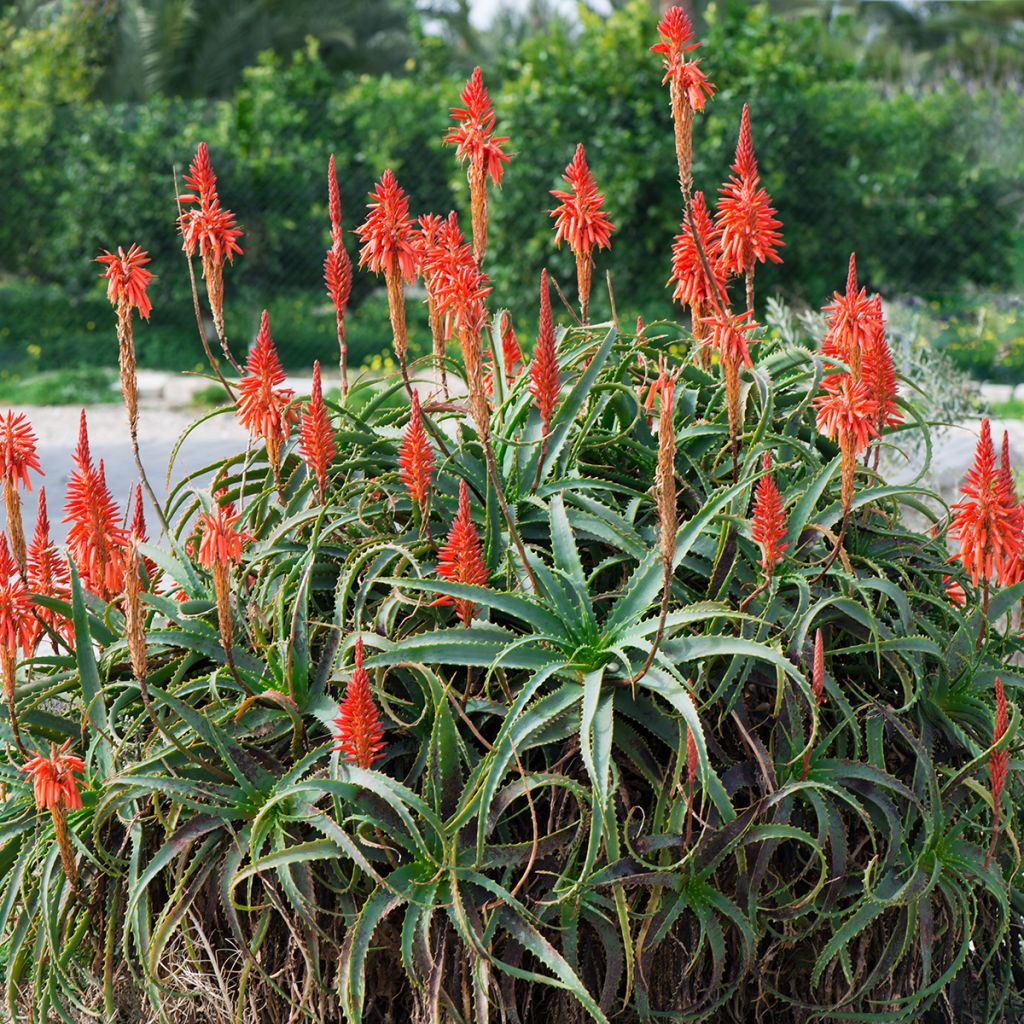 Aloe arborescens - Brand-Aloe