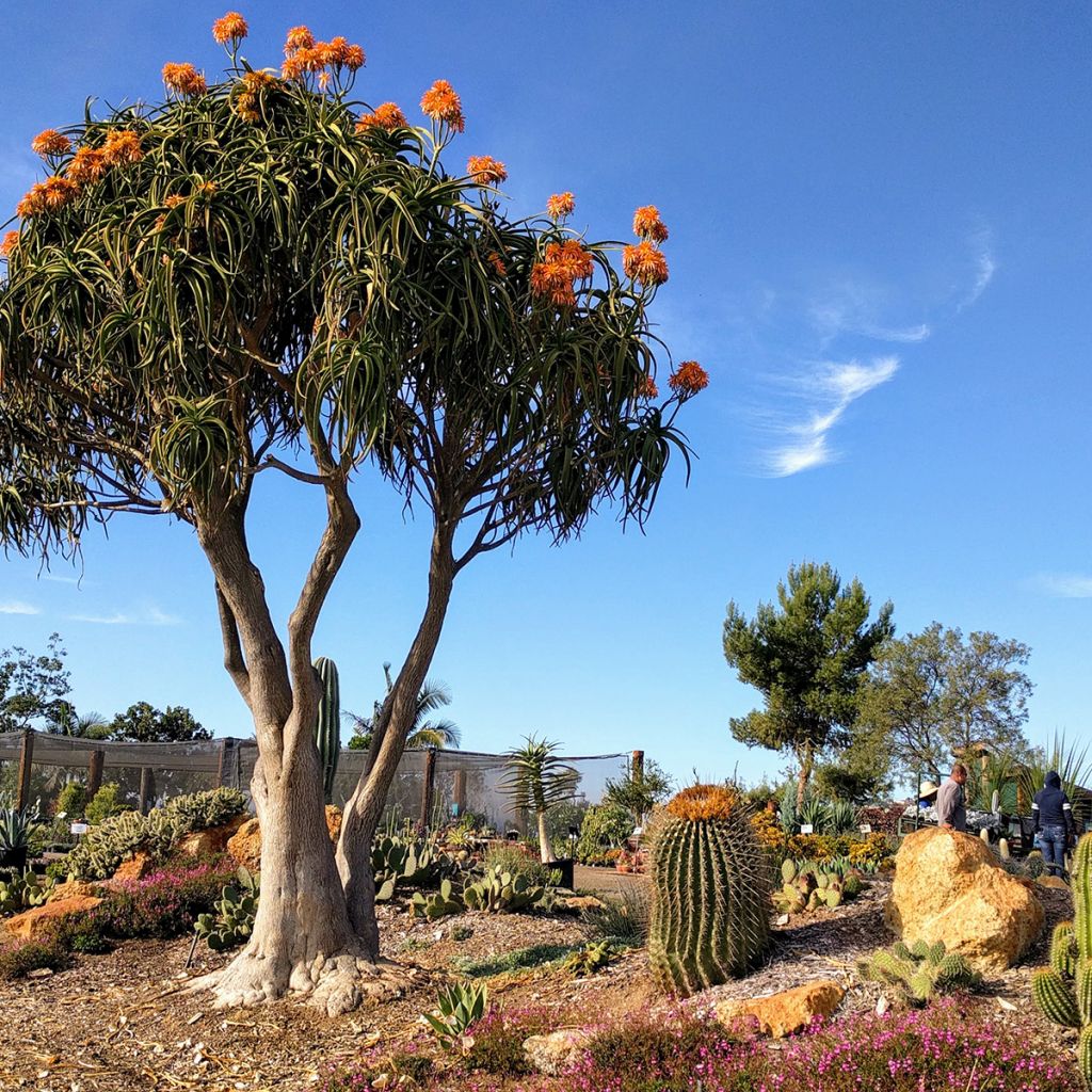 Aloe barberae - Baumaloe