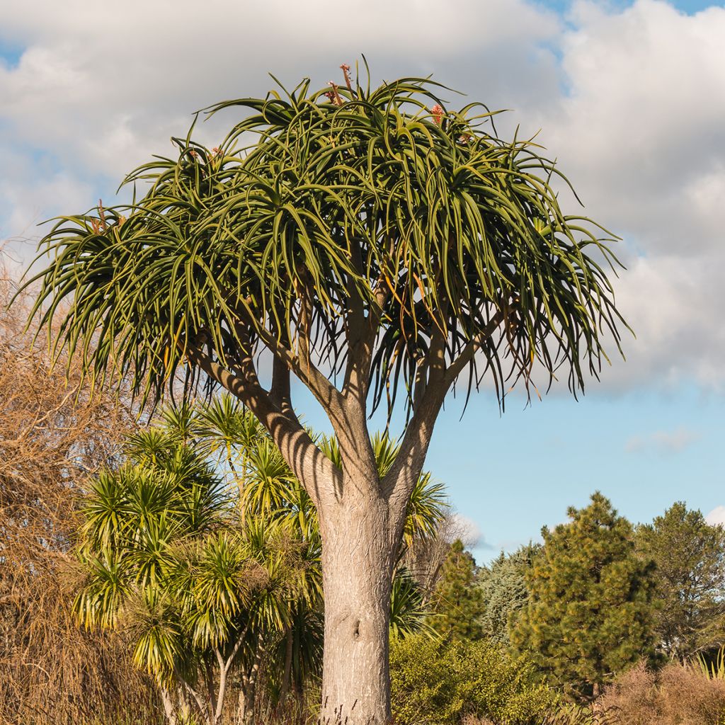 Aloe bainesii ou Aloe barberae - Aloès en arbre