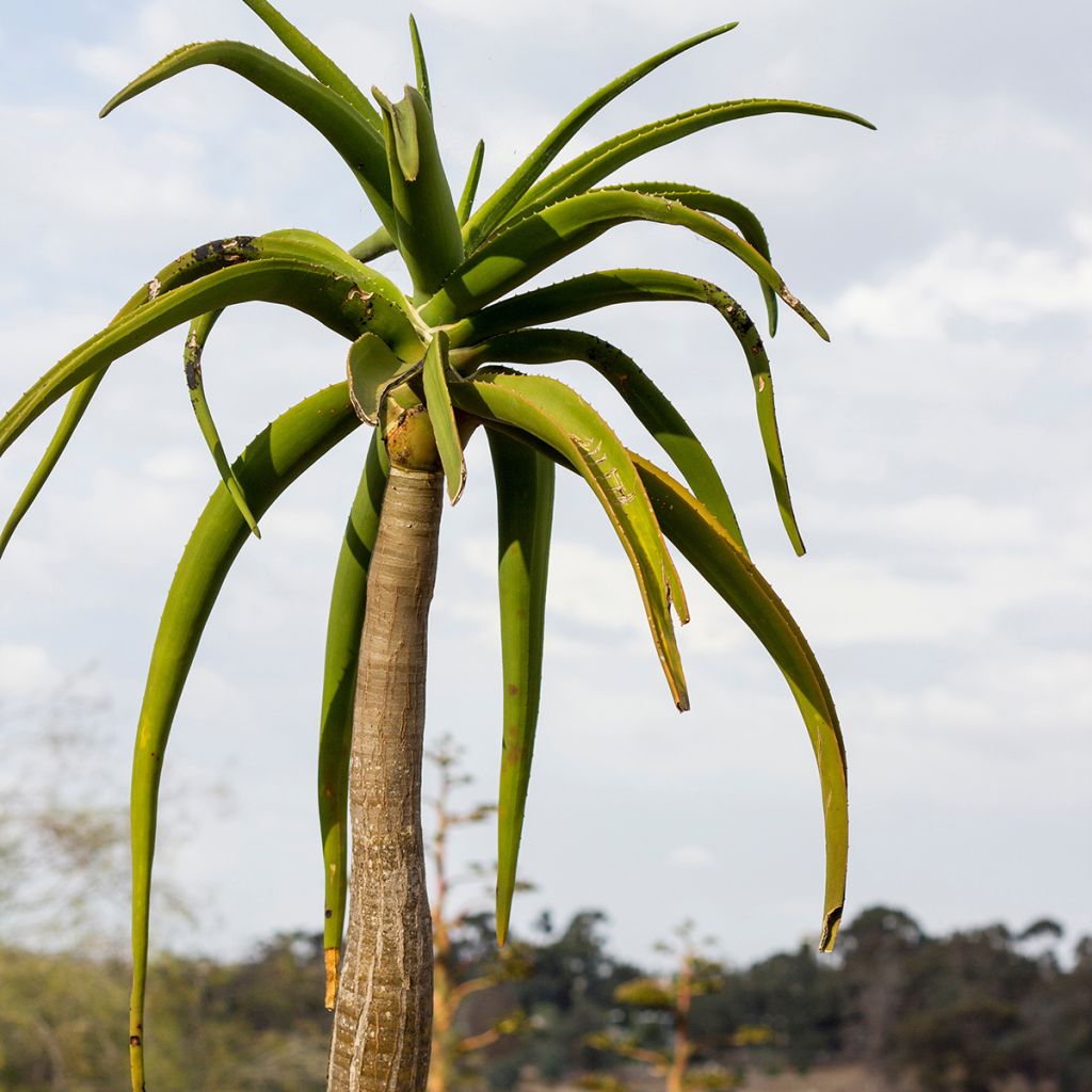 Aloe bainesii ou Aloe barberae - Aloès en arbre