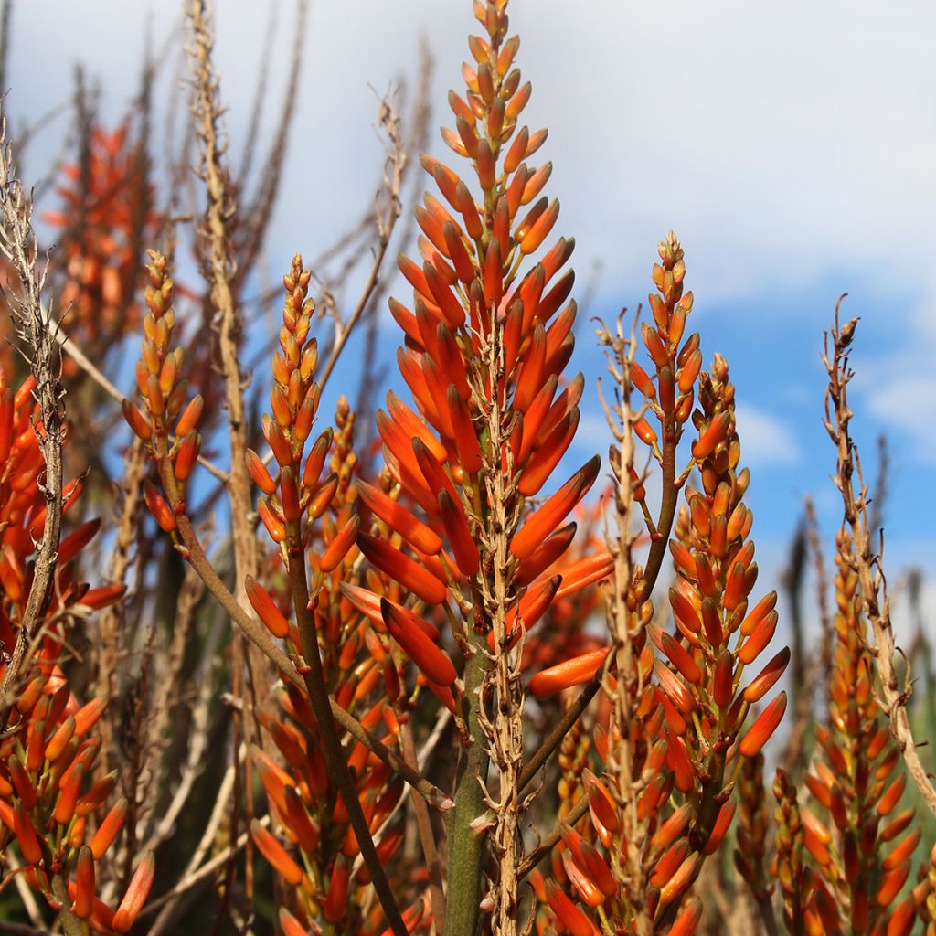 Aloe brevifolia - Kurzblättrige Aloe