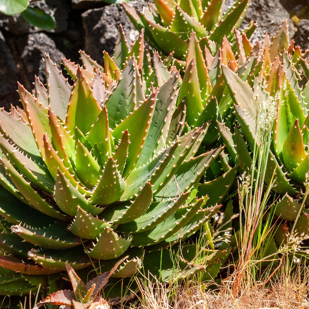 Aloe brevifolia - Kurzblättrige Aloe