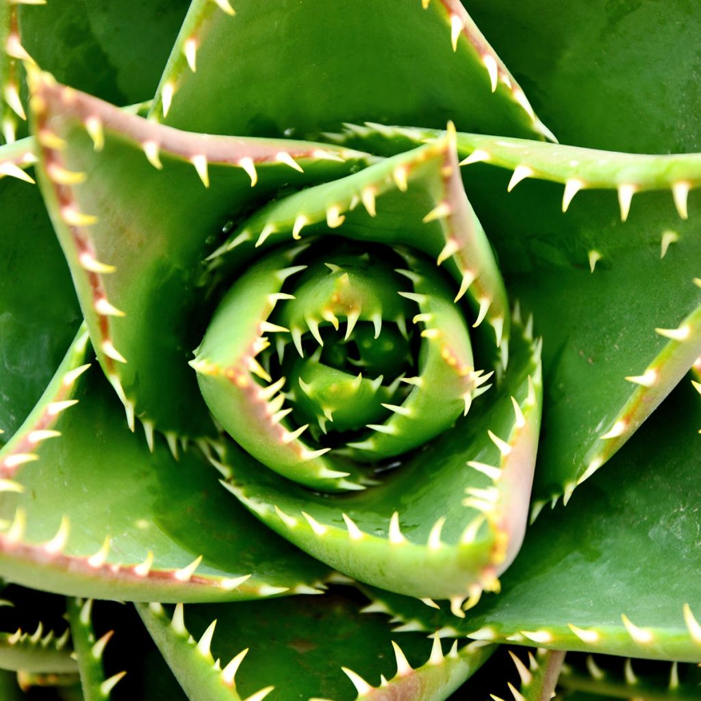 Aloe brevifolia - Kurzblättrige Aloe