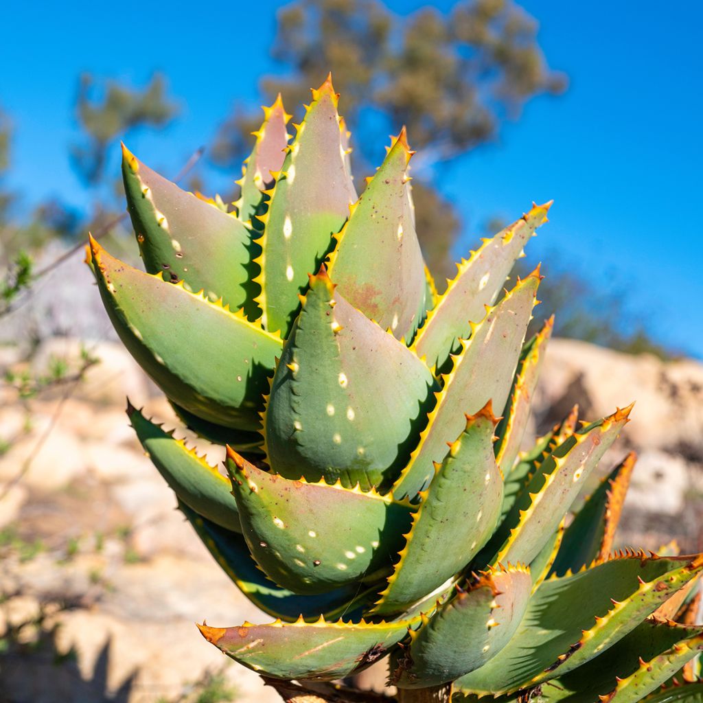 Aloe brevifolia - Kurzblättrige Aloe