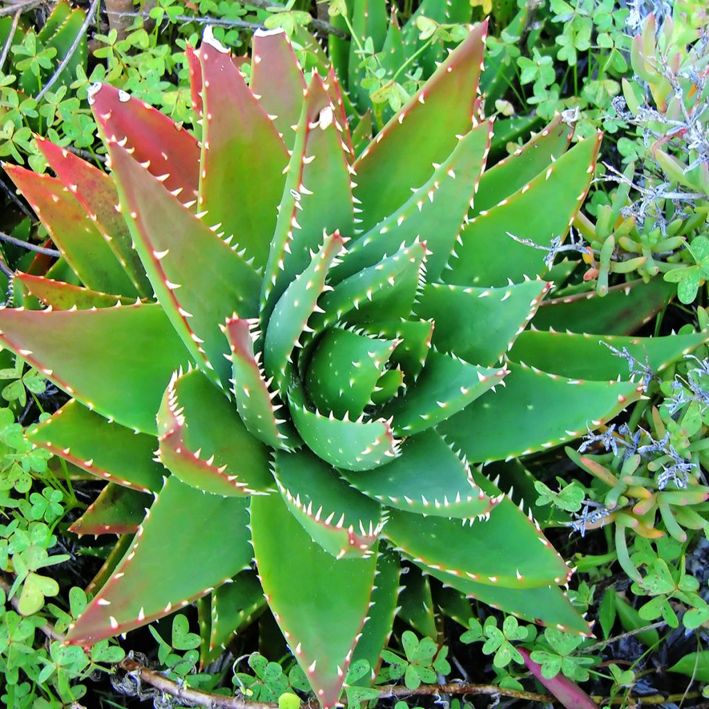 Aloe brevifolia - Kurzblättrige Aloe