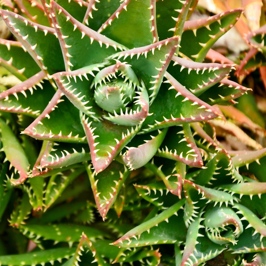 Aloe brevifolia - Kurzblättrige Aloe