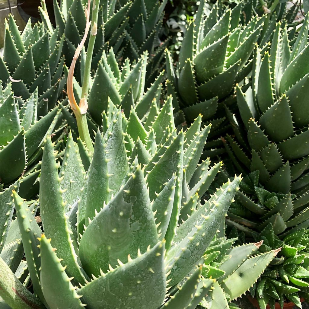 Aloe perfoliata (mitriformis)