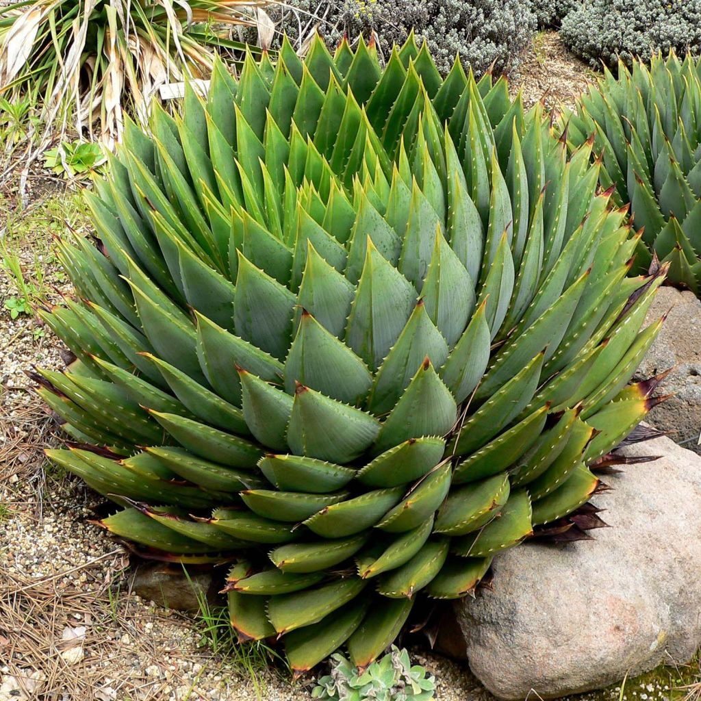 Aloe polyphylla - Spiralaloe