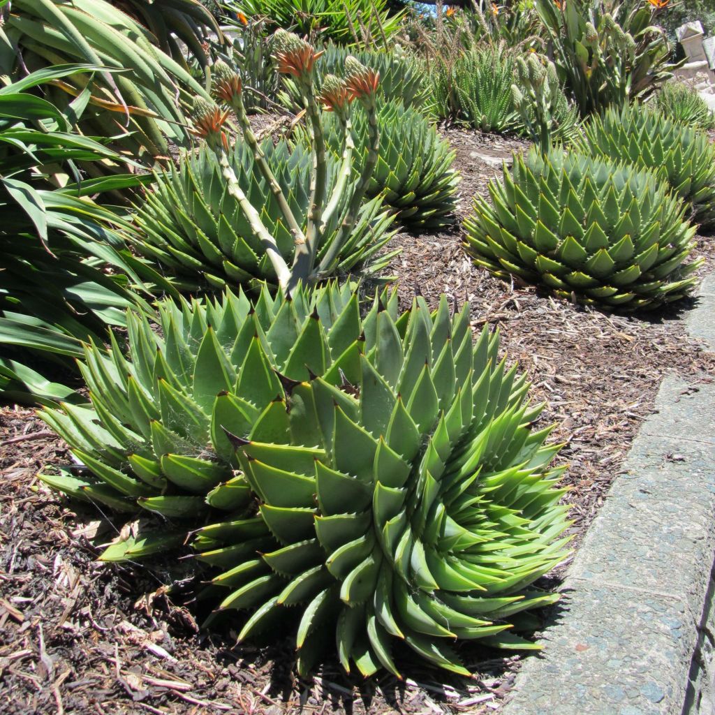 Aloe polyphylla - Aloes spirale