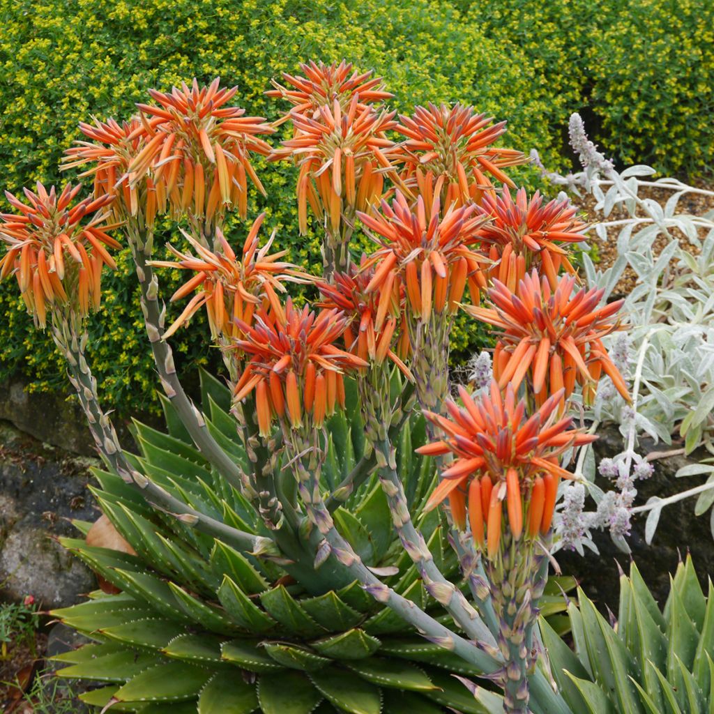 Aloe polyphylla - Spiralaloe