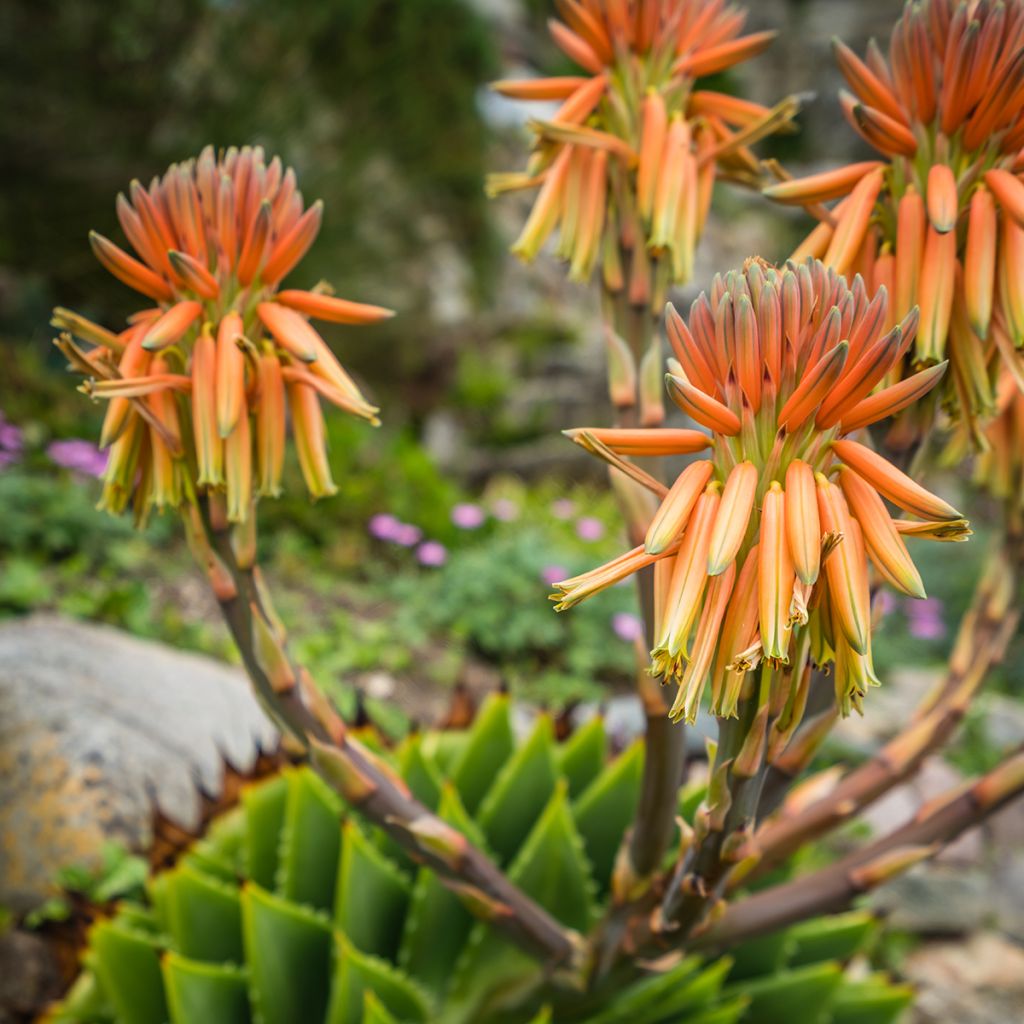 Aloe polyphylla - Spiralaloe