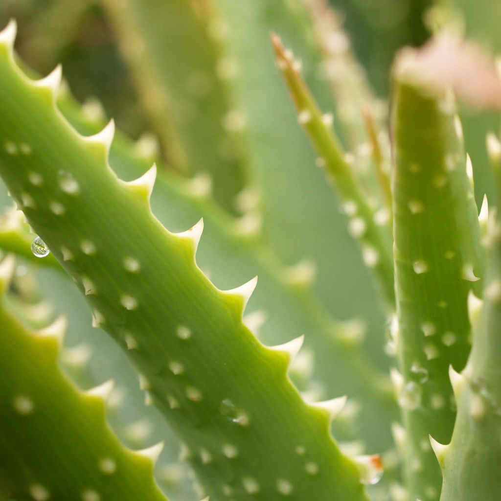 Aloe spinosissima - Aloès