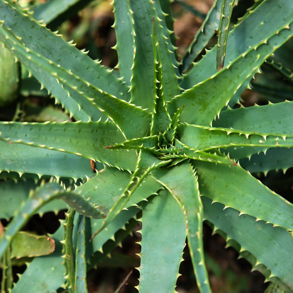 Aloe spinosissima