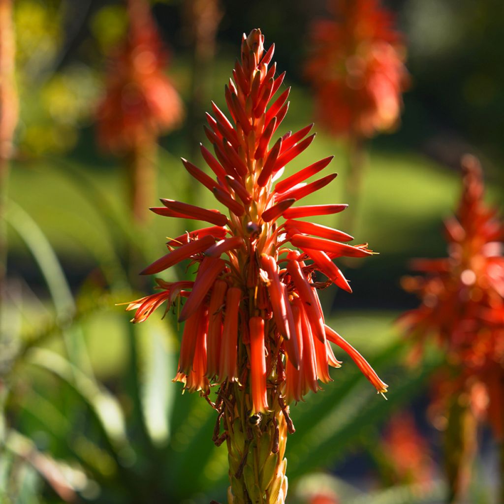 Aloe spinosissima