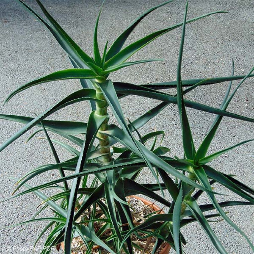 Aloe striatula