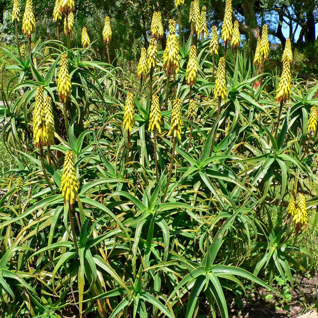 Aloe striatula - Aloès arbustif