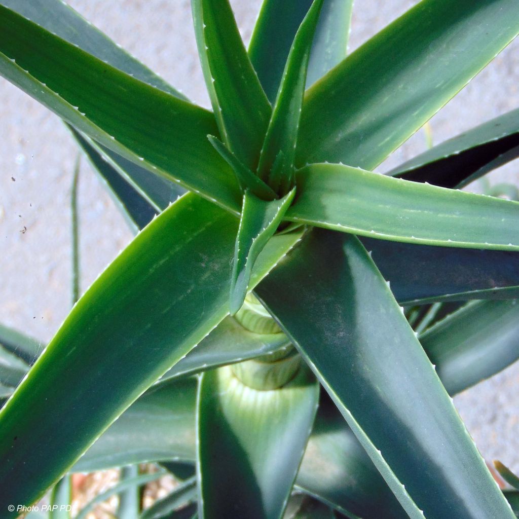 Aloe striatula - Aloès arbustif