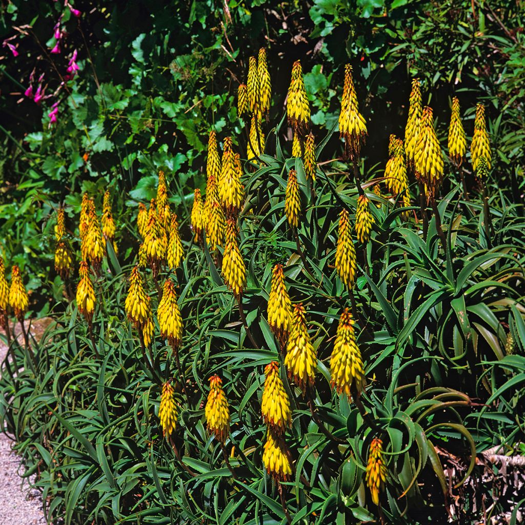 Aloe striatula