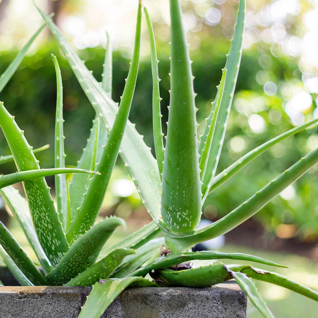 Aloe vera - Echte Aloe