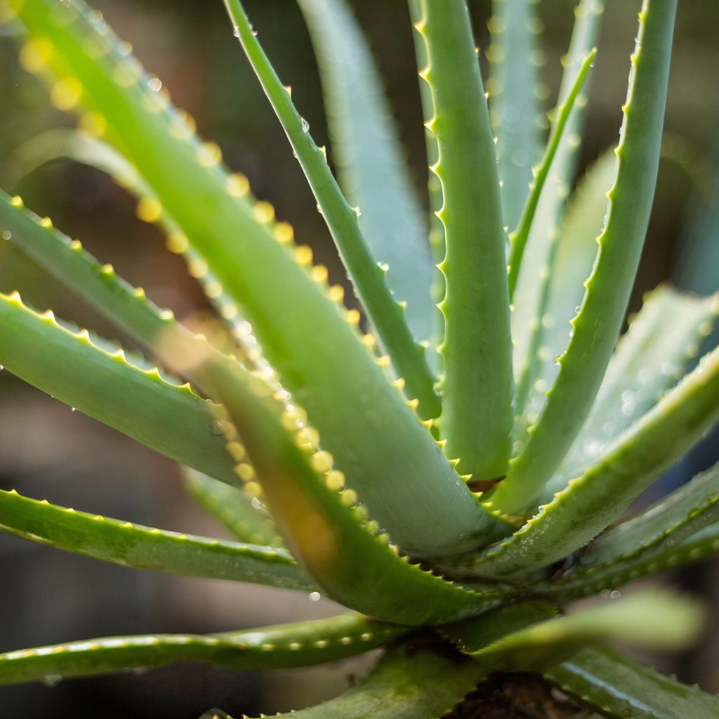 Aloe vera - Echte Aloe