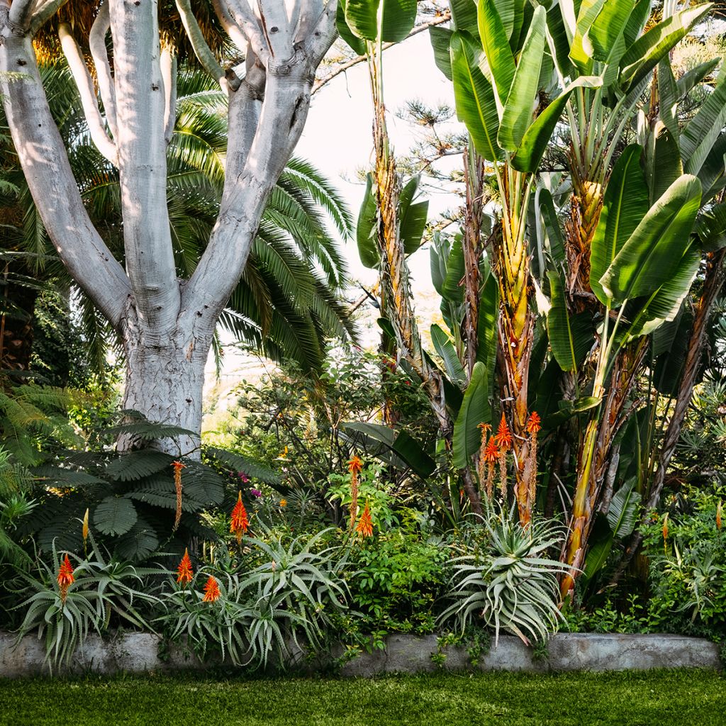 Aloe vera - Echte Aloe