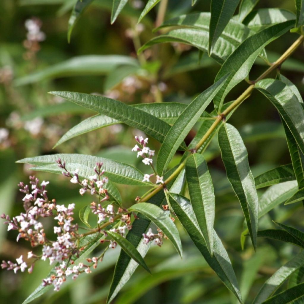 Zitronenstrauch - Aloysia triphylla