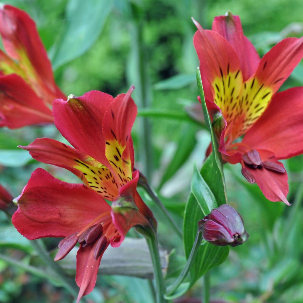 Alstroemeria Inca Adore - Inkalilie