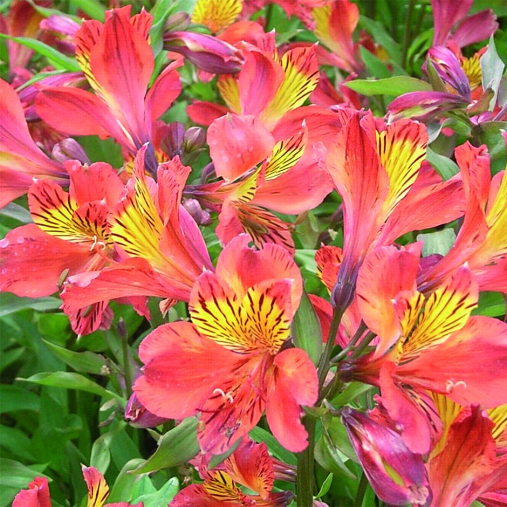 Alstroemeria Inca Tropic - Inkalilie