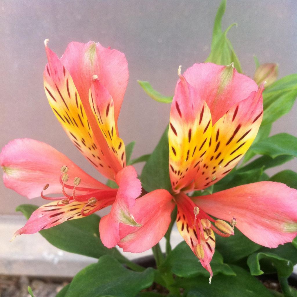 Alstroemeria Inca Avanti - Inkalilie