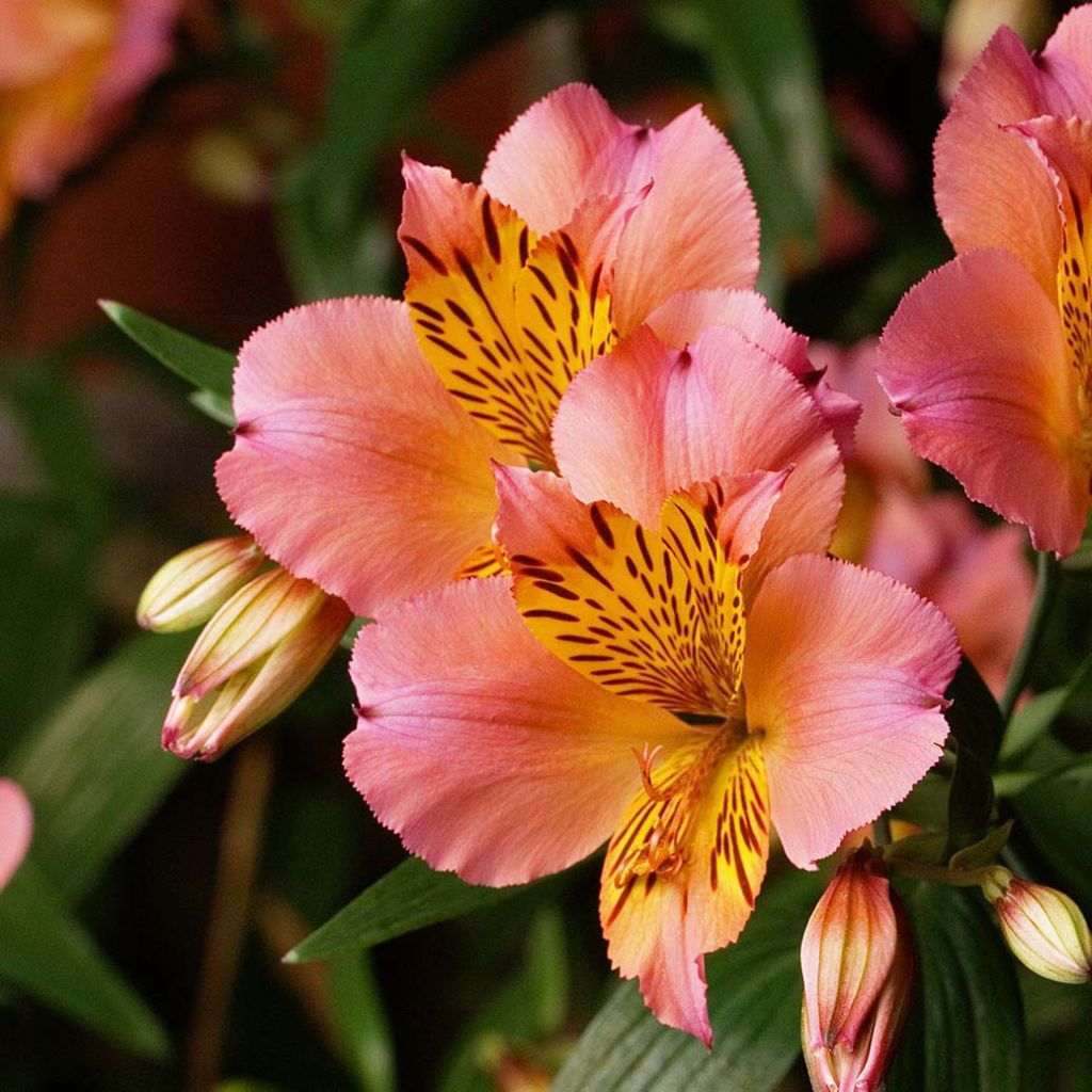 Alstroemeria Inca Serin - Inkalilie