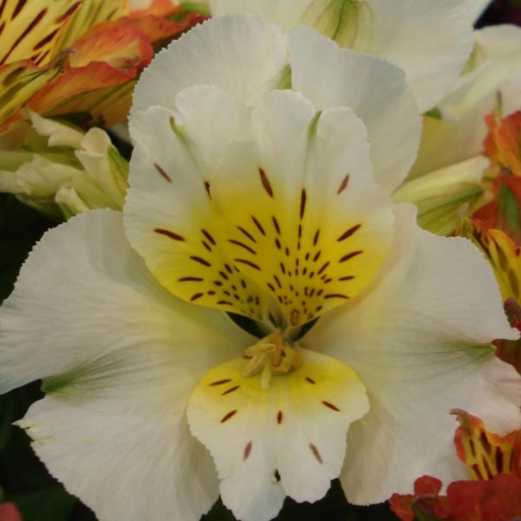 Alstroemeria Inticancha Cabana - Inkalilie