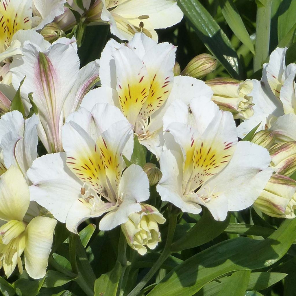 Alstroemeria Garden Summer Sky - Inkalilie