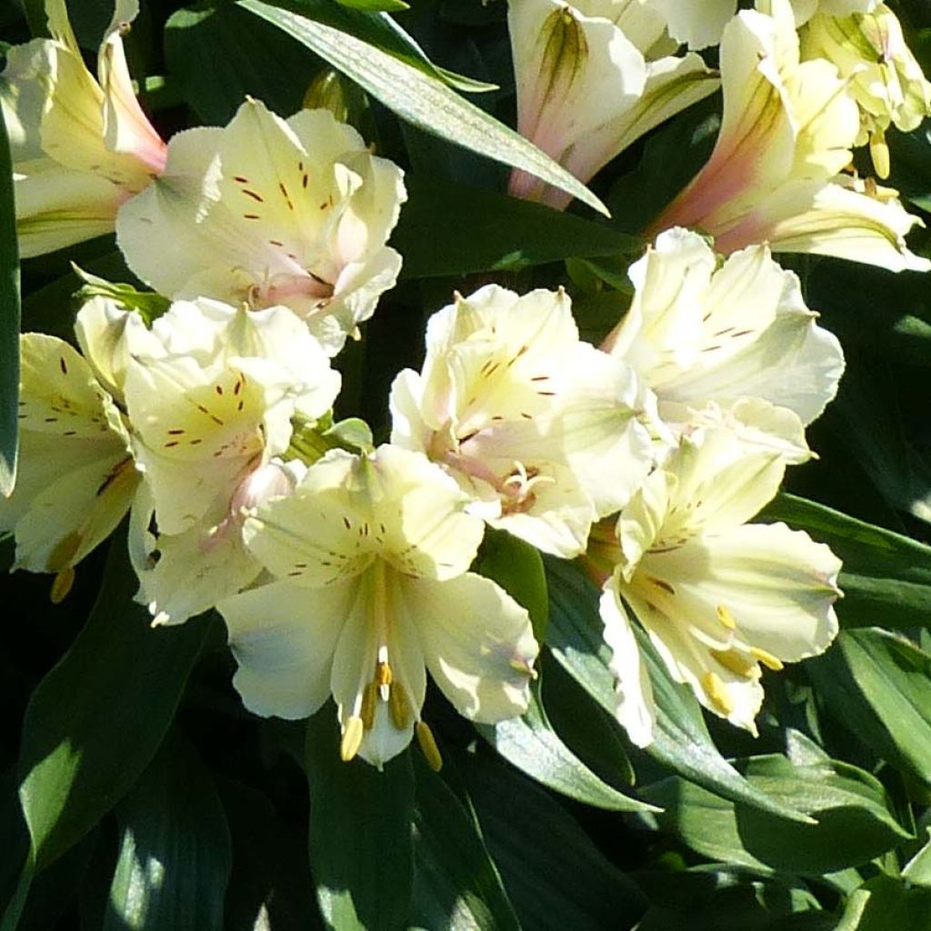 Alstroemeria Garden Summer Snow - Lis des Incas