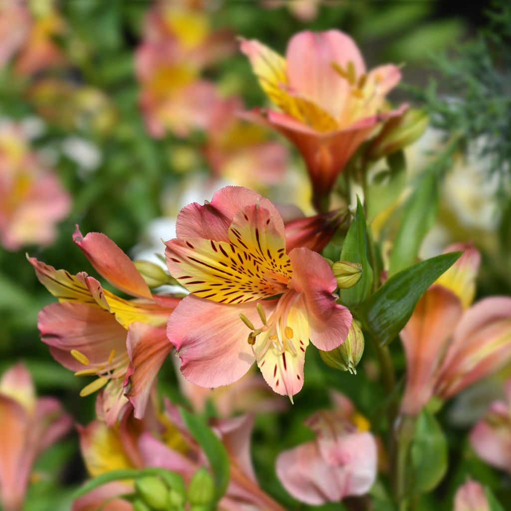 Alstroemeria Majestic Henri - Inkalilie