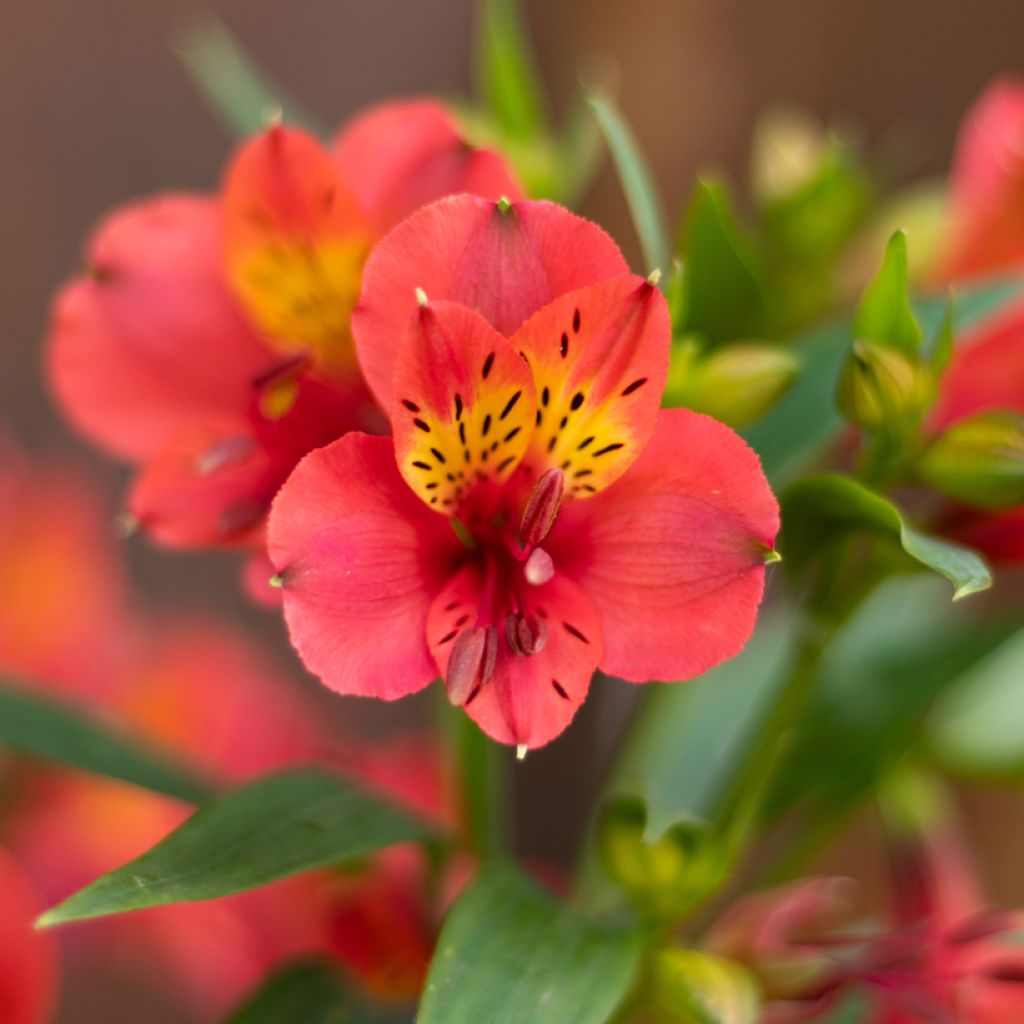 Alstroemeria Summer Paradise Summer Holiday - Inkalilie