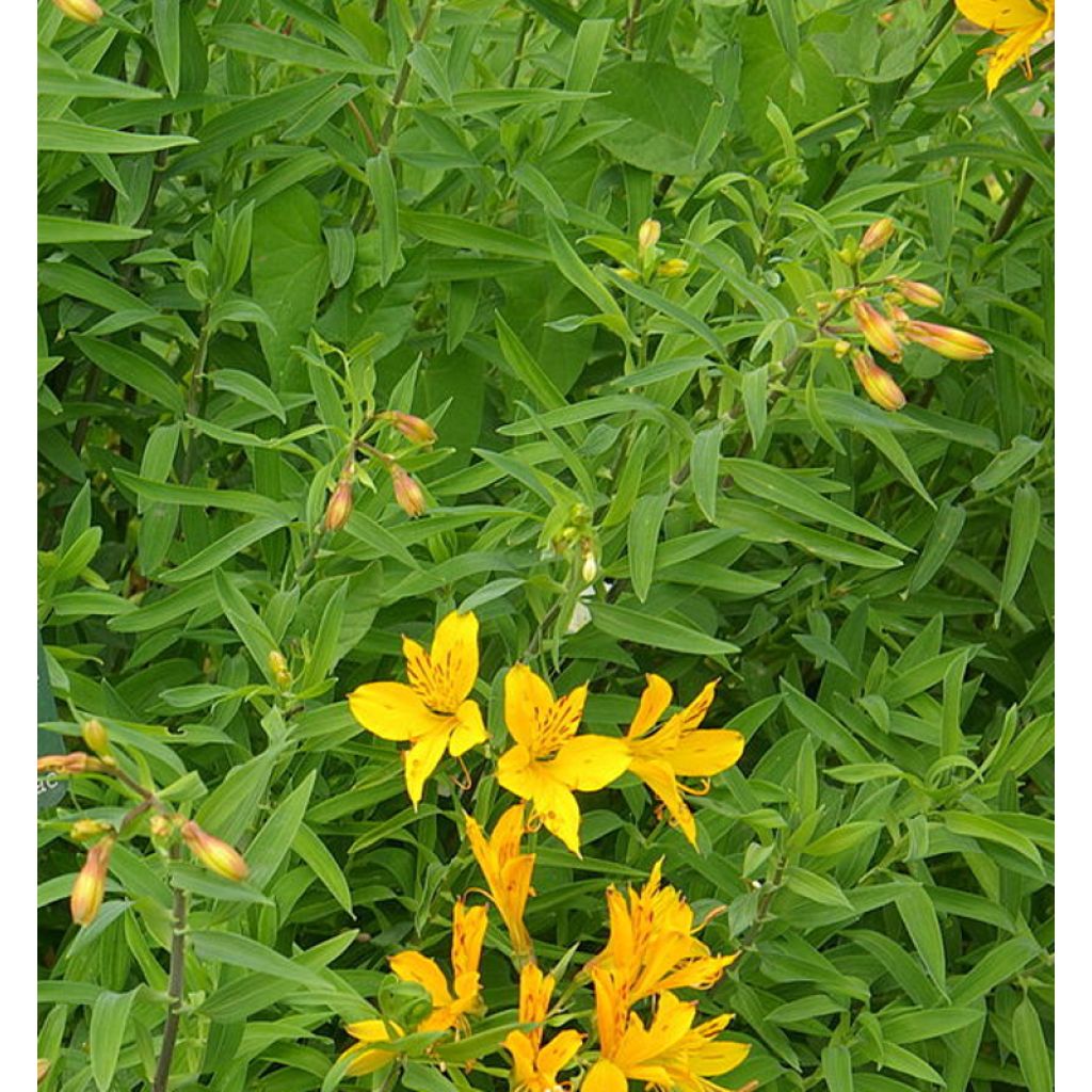 Alstroemeria aurantiaca