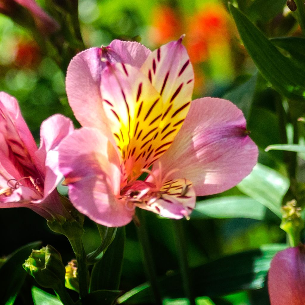 Alstroemeria Ligtu Hybrid - Inkalilie