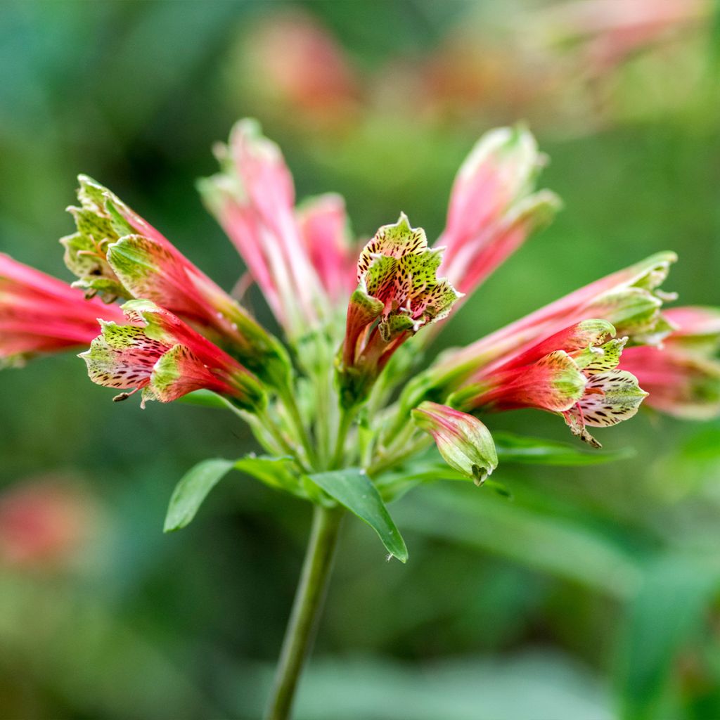 Alstroemeria psittacina - Inkalilie