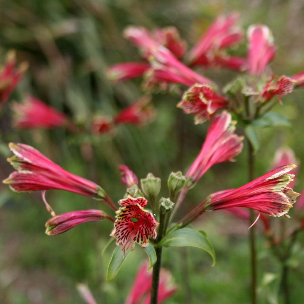 Alstroemeria psittacina - Lys des Incas, Alstroémère perroquet