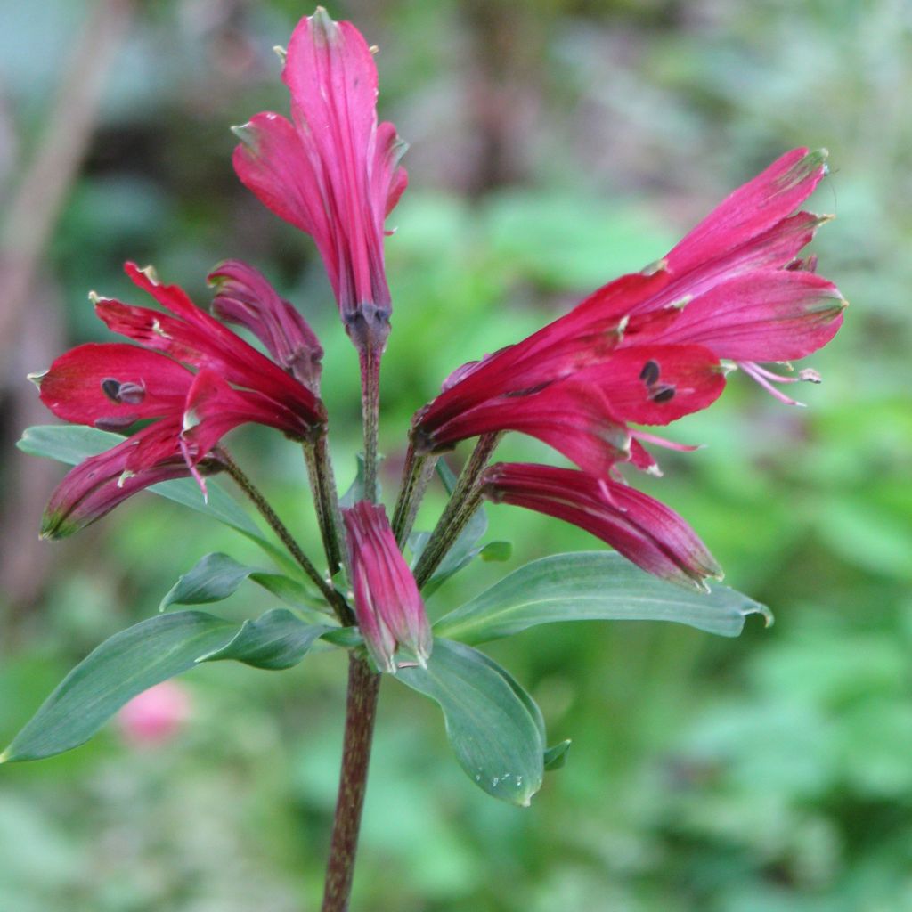 Alstroemeria psittacina Variegata - Inkalilie