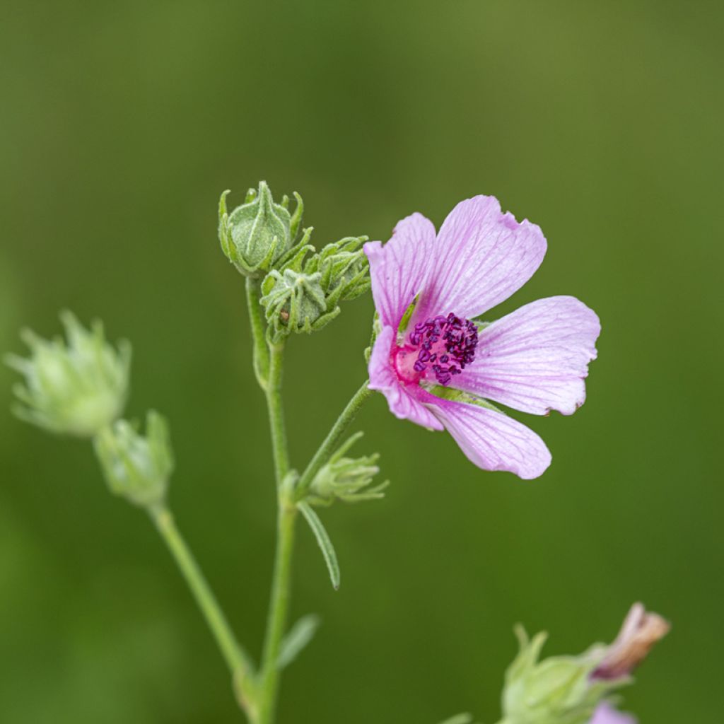 Althaea cannabina - Hanf-Stockmalve