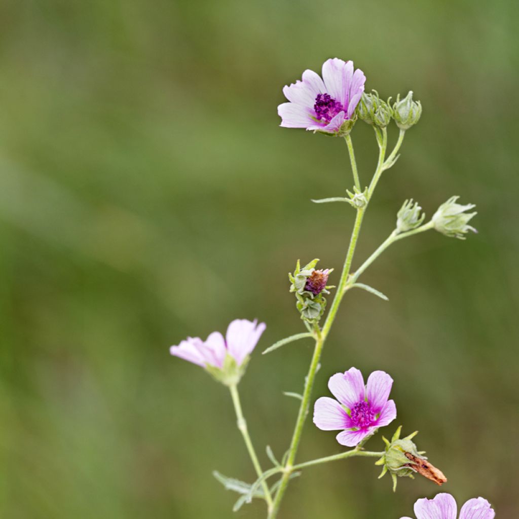 Althaea cannabina - Hanf-Stockmalve