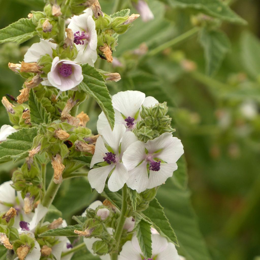 Guimauve officinale - Althaea officinalis