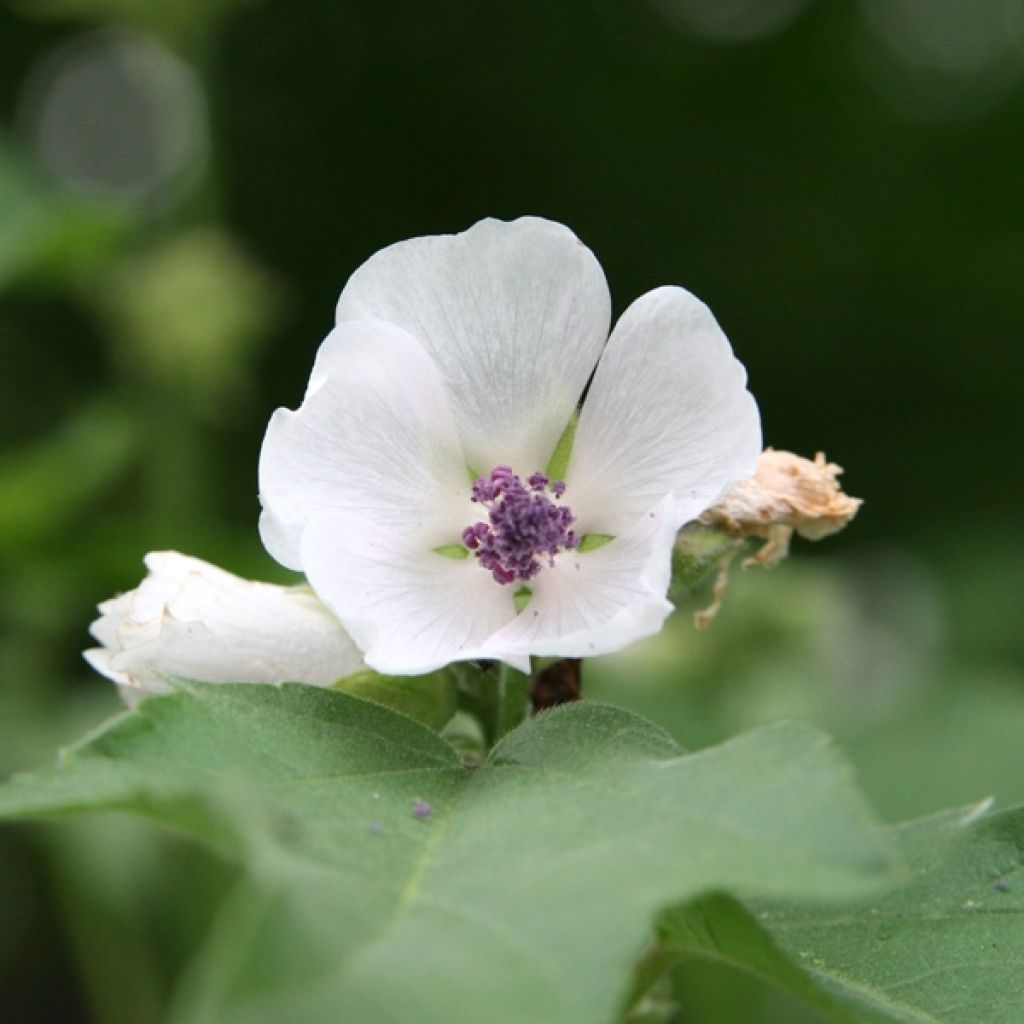 Echter Eibisch - Althaea officinalis