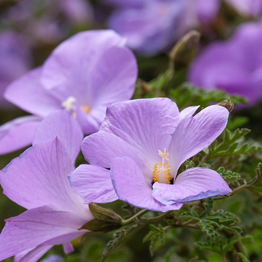 Alyogyne huegelii - Blauer Hibiskus