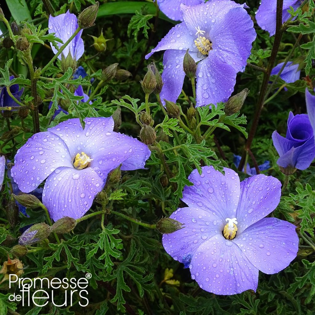 Alyogyne huegelii - Blauer Hibiskus