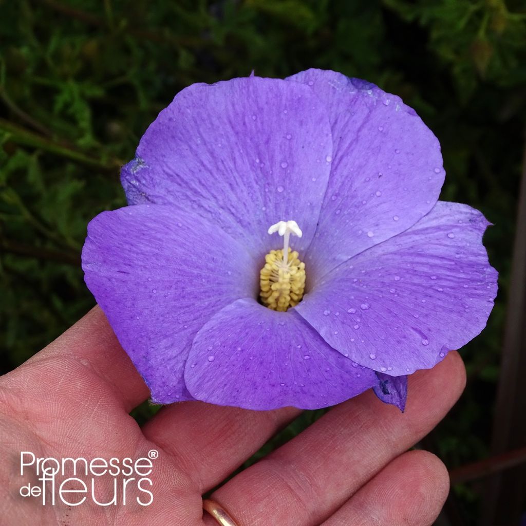 Alyogyne huegelii - Blauer Hibiskus